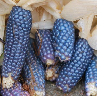 Heirloom Baby Blue Ornamental Miniature Corn Zea mays - 30 Seeds Rainbow Corn, Popcorn Seeds, Blue Vegetables, Blue Popcorn, White Popcorn, Homemade Popcorn, Blue Pumpkin, Indian Corn, Garden Miniature