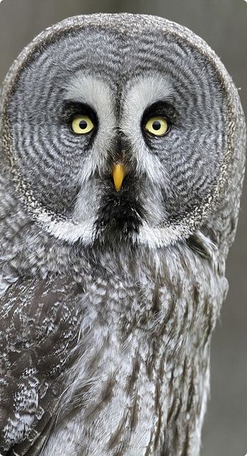 The Great Grey Owl is a very large owl, distributed across the Northern Hemisphere. Adults have a big, rounded head with a grey face and yellow eyes with darker circles around them. The     underparts are light with dark streaks; the upper parts are grey with pale bars. This owl does not have ear tufts and has the largest facial disc of any raptor. In terms of length, the Great Grey     Owl is believed to exceed the Eurasian Eagle-Owl and the Blakiston's Fish Owl as the world's largest owl. Animal Makeup, Regnul Animal, Wise Old Owl, Grey Owl, Great Grey Owl, Hoot Owl, Gray Owl, Owl Pictures, Beautiful Owl