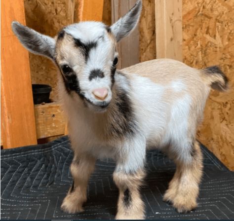 Aesthetic Farm Animals, Goat Feeders, Goat Pet, Farm Life Aesthetic, Goats For Sale, Aesthetic Farm, Pygmy Goats, Pet Goat, Goat Care