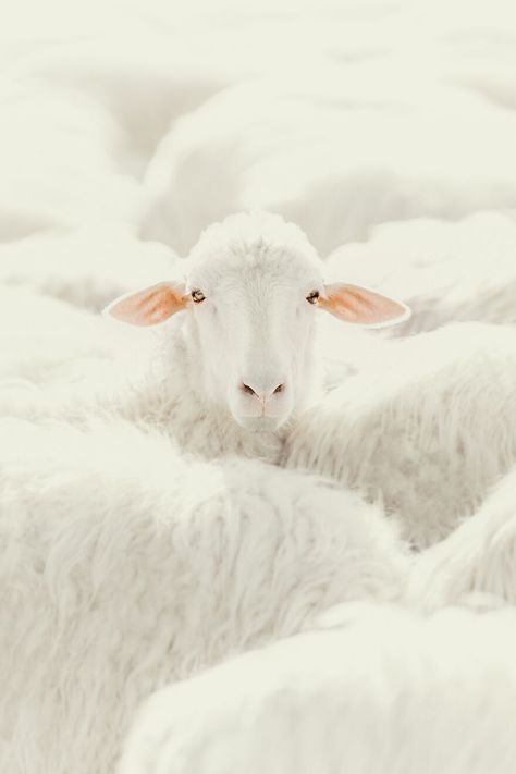 A Sheep Photo Awards, Sheep And Lamb, Photography Competitions, A Sheep, Arctic Circle, White Sharks, Nature Tree, Great White Shark, Photography Awards