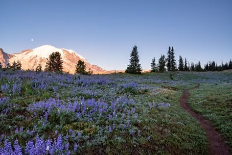 Landscape Photography Horizontal, Photography Horizontal, Aesthetic Horizontal, Pretty Places, Flowers Nature, Nature Travel, Mount Rainier, Nature Pictures, Pretty Pictures