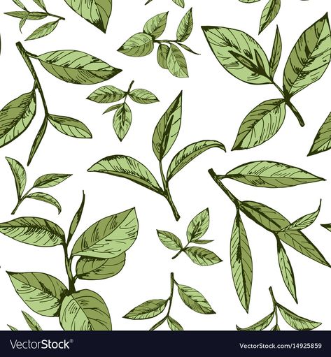 Seamless pattern with green tea Royalty Free Vector Image Leaves Illustration Pattern, Tea Leaf Illustration, Tea Illustration Design, Green Tea Illustration, Tea Leaves Illustration, Tea Vector, Tea Pattern, Green Tea Leaf, Green Tea Leaves