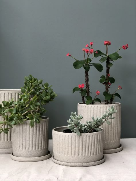 Seeking hand made in Melbourne ceramics? Arcadia Scott Ceramics focuses on creating beautiful, functional travel cups and planters. Pottery from Brunswick. Fluted Planter, Pottery Plant Pots, Ideas Ceramica, Pottery Plant Pot, Handmade Ceramic Planters, Pottery Pots, Handmade Planter, Pottery Pot, Diy Flower Pots