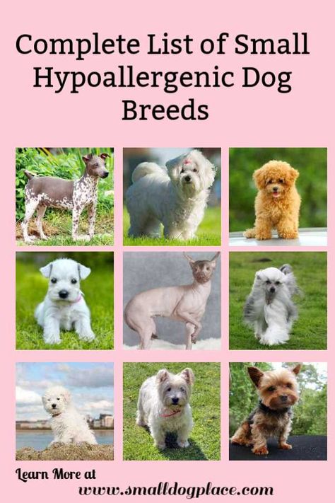 Hypoallergenic Dog Breeds Low Shedding Dog Breeds, Low Shedding Dogs, Dog Breeds Chart, Dog Australian Shepherd, Dog Shih Tzu, Toy Breeds, Hypoallergenic Dog Breed, Dog Bulldog, Expensive Dogs