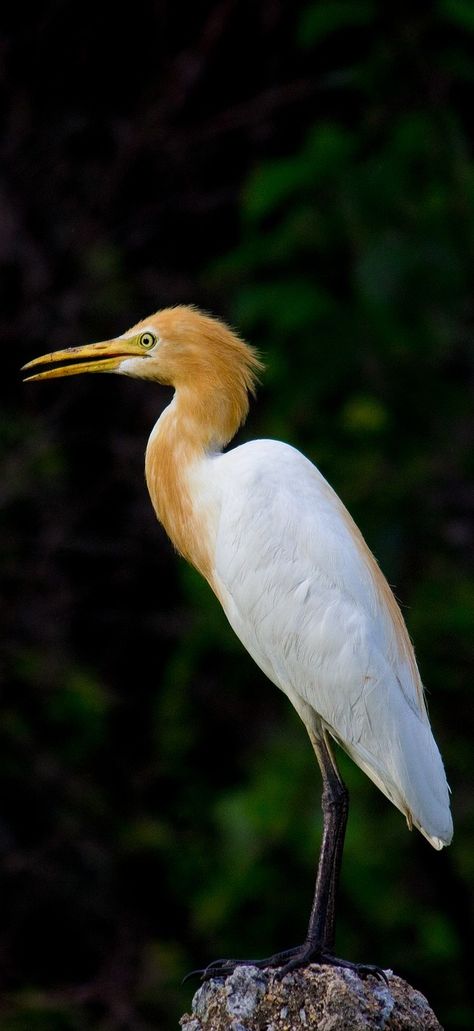 Picture of a cattle egret. #Animals #Birds #BeautifulBirds #BirdFeathers Cattle Egret Birds, Reddish Egret, Cattle Egret, Wild Birds Unlimited, Herding Cattle On Horseback, Snowy Egret, Florida Wildlife, Coastal Birds, Bird Shirt