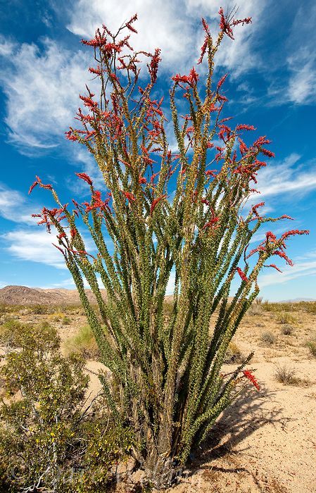 ocotillo plants fouqueria splendens are tall wispy plants that look like dead branches most of the year but produce green leaves and brilliant red blooms during the spring | Dave Welling Nature Photography Ocotillo Plant, Alien Desert, Kartchner Caverns, Puget Sound Washington, Anza Borrego, California Plants, Alien Plants, Aesthetic Plants, Organic Aesthetic