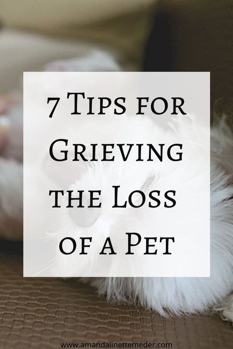 How To Cope With Loss Of Dog, How To Grieve The Loss Of A Pet, How To Grieve A Pet, Dog On Couch, Loss Of A Dog, The Loss Of A Pet, Yorkie Mix, Pet Quotes, Coping With Loss