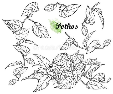 Pathos Plant Drawing, Golden Pothos Tattoo, Pothos Leaf Drawing, Pothos Drawing Simple, Pothos Vine Drawing, Pothos Drawing, Pothos Plant Tattoo Simple, Pothos Tattoo, Pothos Tattoo Black And White