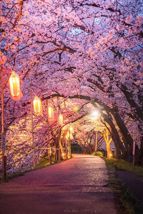 Pink Blossom Tree, Japanese Plants, Japan Cherry Blossom, Cherry Blossom Japan, Japan Photography, Sky Photography Nature, Night Sky Wallpaper, Sakura Tree, Japan Aesthetic