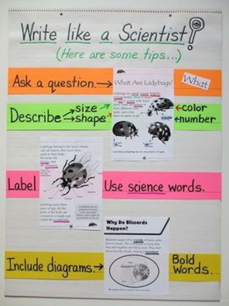 Scientist Anchor Chart, Science Experience, Science Anchor Charts, Classroom Science, Science Words, Science Writing, 7th Grade Science, Writing Anchor Charts, Science Notebook