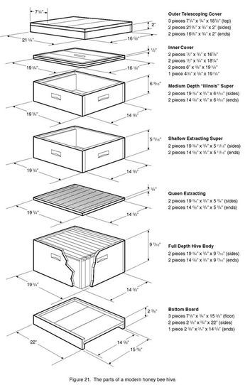 Langstroth Hive Plans, Building A Beehive, Bee Hives Boxes, Bee Template, Langstroth Hive, Bee Farming, Bee Hive Plans, Backyard Beekeeping, Honey Bee Hives