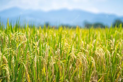 Premium Photo | Ripe rice paddy field for background Rice Field Aesthetic, Paddy Field Photography, Rice Field Photography, Rice Field Background, Rice Garden, Farming Background, Rice Picture, Rice Paddy Fields, Agriculture Pictures