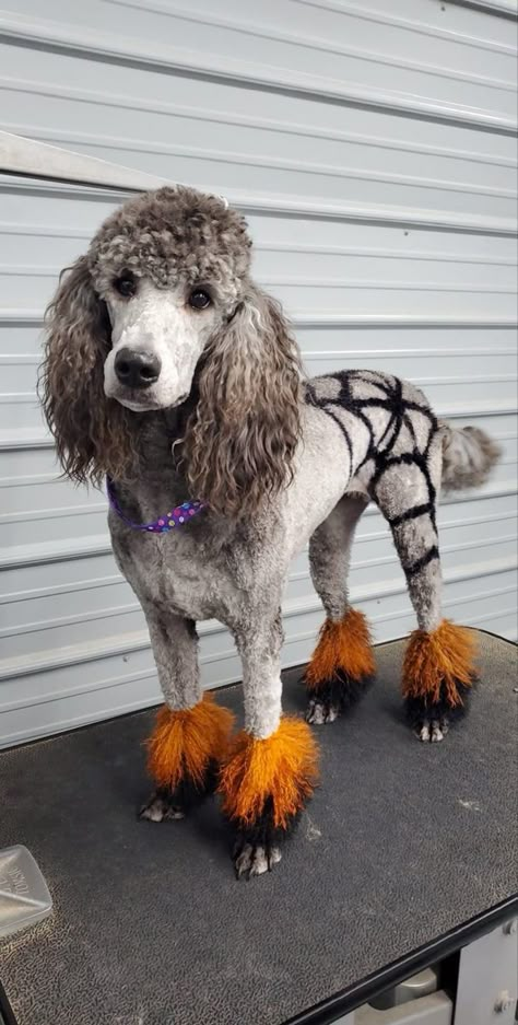 Dog dyed for halloween fun! Fun Poodle Haircuts, Fun Poodle Haircut Styles, Fun Dog Haircuts, Pet Hair Dye Ideas, Halloween Dog Dye Ideas, Poodle Hair Dye Ideas, Dog Dye Ideas, Dyed Dogs Hair, Dog Dye Halloween