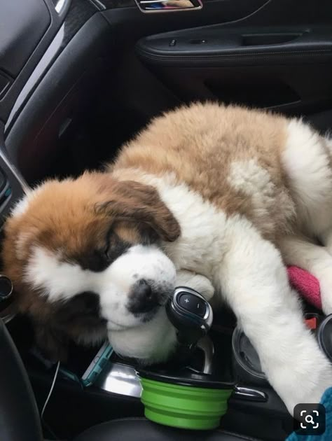 Saint Bernard Aesthetic, Saint Bernards, St Bernard Puppy, Friendly Dogs, St Bernards, St Bernard Dogs, Bernard Dog, Baby Animals Pictures, Cute Little Puppies