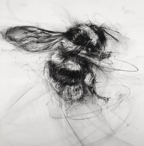 Charcoal Sketch, White Drawing, Charcoal Art, Illustrator Artist, Insect Art, Bee Art, Wow Art, Black And White Drawing, Charcoal Drawing