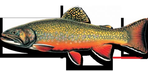 Trout Tattoo, Fly Fishing Tattoo, Trout Painting, Fish Wood Carving, Trout Art, Steelhead Trout, Rare Fish, Felt Fish, Brook Trout