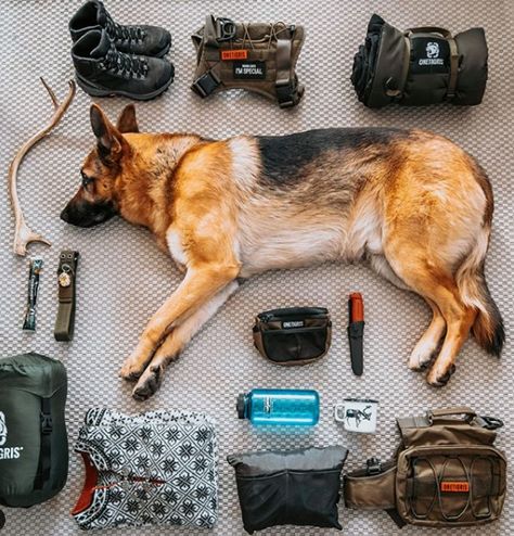 Apocalypse Bunker, Dog Hiking Gear, Bush Dog, Dog Armor, Gear Outfit, Dog Hiking, Camping Gear Survival, Dog Equipment, Pets Stuff