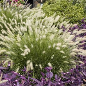 Pennisetum Alopecuroides Hameln, Pennisetum Alopecuroides, Fountain Grass, Grasses Landscaping, Foundation Planting, Border Plants, Grasses Garden, Landscape Design Plans, Wildflower Garden