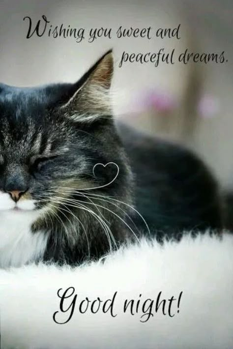 Cats Night, Cute Good Night Images, Romantic Good Night Image, Good Night Cat, Good Night Images Hd, Lovely Good Night, Good Night Wallpaper, Good Night Love Quotes, Kitten Birthday