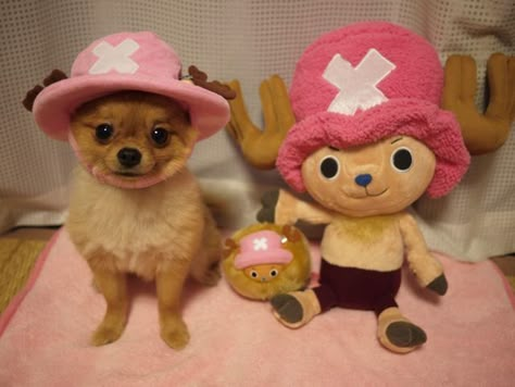 17 Pets That Definitely Have Cosplayers As Owners - Rolecosplay Chopper Costume, Chopper Cosplay, One Piece Cute, One Piece Chopper, Fitness Shirts, Compression Shirts, One Piece Cosplay, One Piece Meme, Tony Tony Chopper