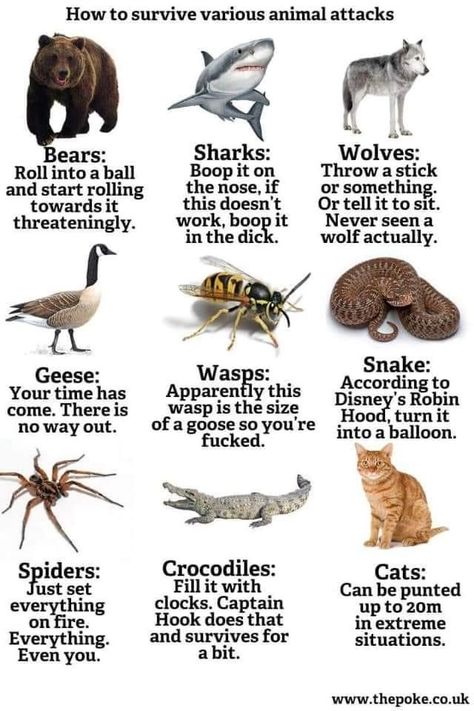 Animal Omens, Funny Dragon Ball, Deadly Animals, Animal Fails, Life Pro Tips, Funny Dragon, Funny Sports Memes, Animal Attack, Surviving In The Wild