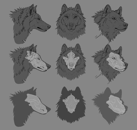 Veil Reference, Werewolf Ideas, Wolf Head Drawing, Wolf Digital Art, Wolf Anatomy, Anatomy Diagrams, Canine Anatomy, Therian Art, Wolf Poses