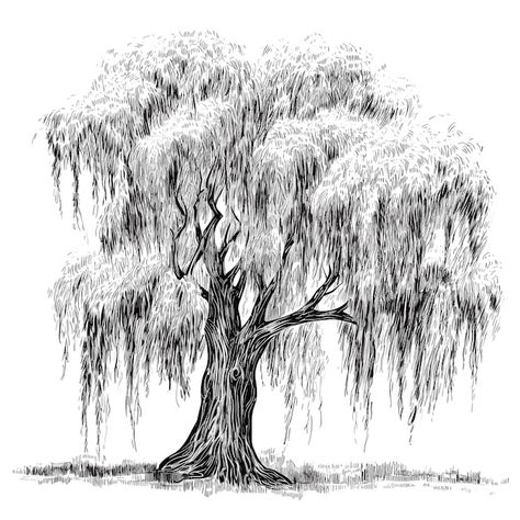 Drawing Willow Tree, Weeping Willow Tree Sketch, Magical Willow Tree, Weeping Willow Tree Aesthetic, Weeping Willow Drawing, Weeping Willow Tree Drawing, Willow Tree Sketch, Willow Tree Illustration, Willow Tree Drawing