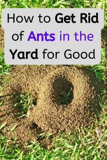 Ant Repellent Diy Outdoor, How To Get Rid Of Ladybugs In The House, Ant Trap Diy, Garden Hacks Diy Ideas Tips And Tricks, Diy Ant Killer Outdoor, Ant Remedies, Ants In Garden, Ant Killer Recipe, Diy Bug Repellent