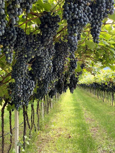 Wine Garden Aesthetic, Grape Vines Aesthetic, Winery In Italy, French Vineyard Aesthetic, Wine Vineyard Aesthetic, Italian Vineyard Aesthetic, Wine Farm Aesthetic, Grapevine Aesthetic, Grape Yard