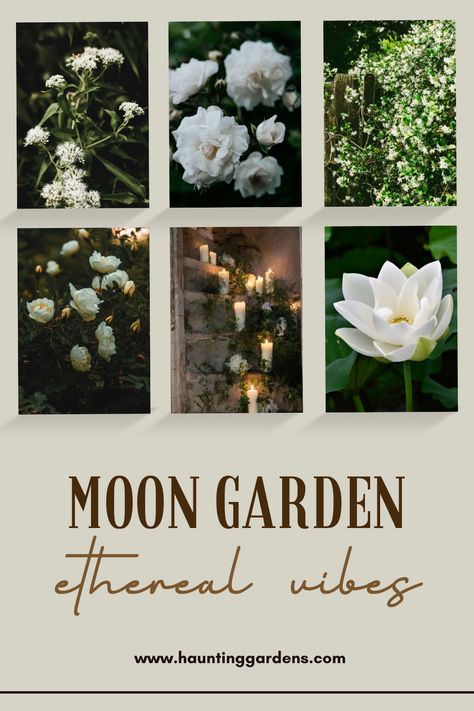 Here’s how to create a moon garden that will enchant you and your guests under the moonlight. Moon Garden At Night, Moon Garden Ideas, Pollinator Garden Plans, Ethereal Moon, Twilight Moon, Garden Goals, Under The Moonlight, Dream Yard, Garden Plans