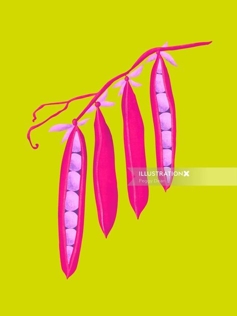 Food & Drinks Peas illustration Peas Illustration, Pea Illustration, Seed Library, Fruit Prints, Plant Illustrations, Plant Signs, The Pigeon, Pea Pods, Print And Pattern