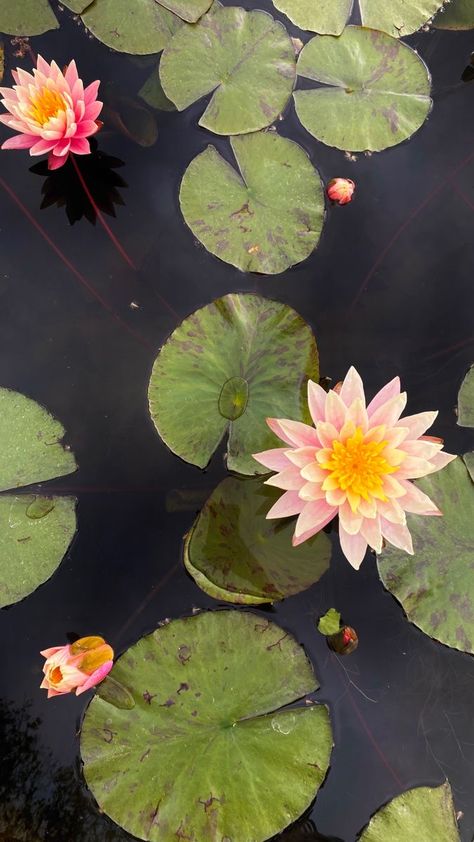 Lake Lily Pad, Art Reference Nature Photos, Lily Pads Reference, Koi Pond Flowers, Pond Reference Photo, Lilly Pad Flowers Drawing, Water Lily Photo, Lily Pad Photography, Pond Flowers Drawing