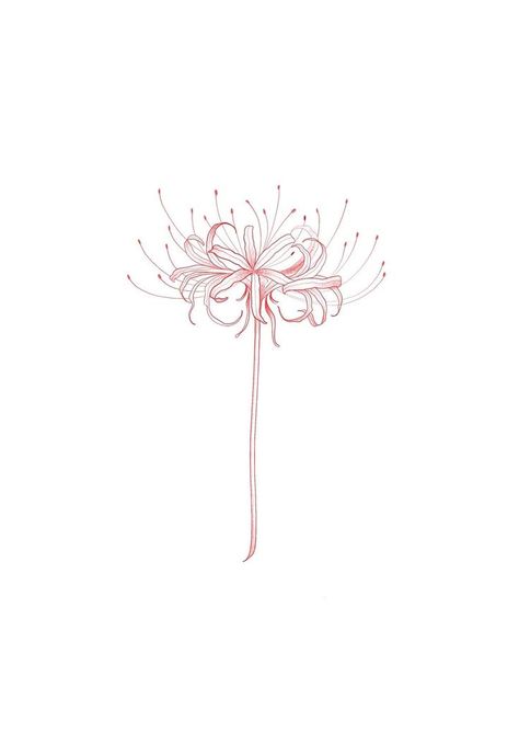 Spider Lily Tattoo Outline, Spider Lily Minimalist Tattoo, Fine Line Spider Lily Tattoo, Spider Lily Line Art, Spiderlili Tattoo Red, Japanese Spider Lily Tattoo Design, Demon Slayer Spider Lily, Spider Lily Tattoo Stencil, Lily Spider Flower