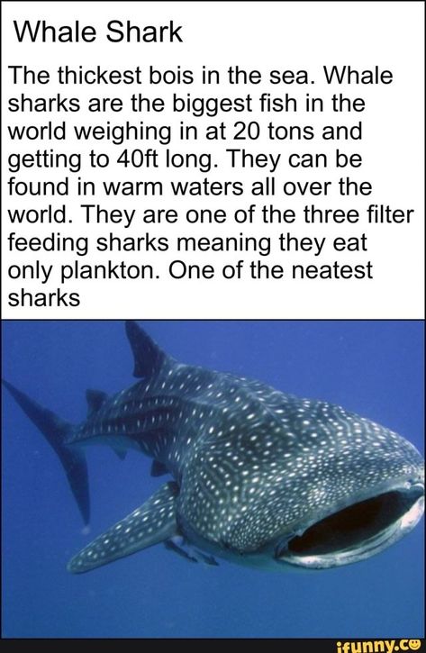 Shark Breeds, Shark Types, Whale Shark Facts, Shark Brain, Shark Meaning, Oceanography Marine Biology, Silly Sharks, Whale Facts, Types Of Sharks