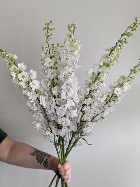 White Hybrid Delphinium, White Delphinium Bouquet, Delphinium Wedding Bouquet, Proposal Flowers, Delphinium White, Delphinium Bouquet, Floral Recipes, White Delphinium, White Larkspur