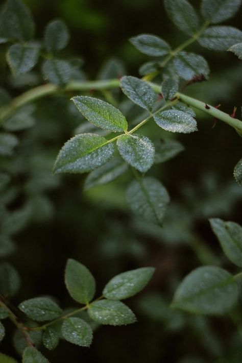 Close-Up of Dew on Green Leaves in Dense Forest · Free Stock Photo Leaf Structure, Forest Setting, Dense Forest, Lush Forest, Spring Pictures, Delicate Beauty, Photosynthesis, Close Up Photos, Plant Life