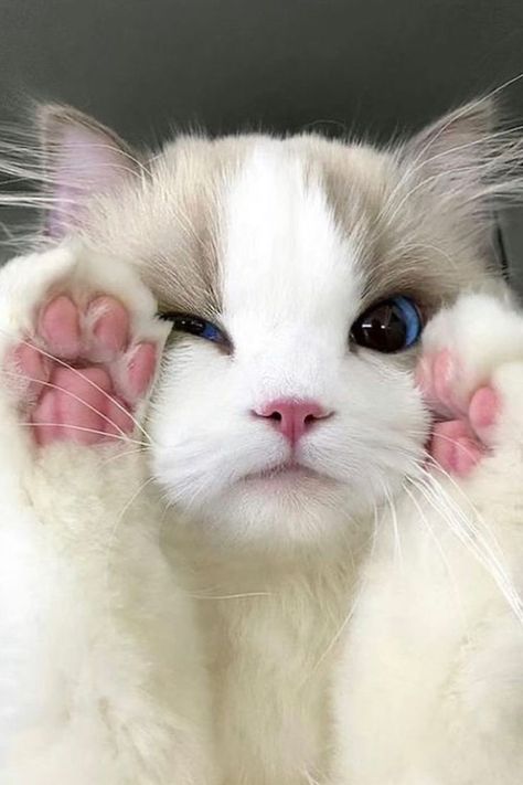 cute cat ragdoll cat breed with his pink paws up on his face Ragdoll Cat Aesthetic, Meme Chat, Sick Cat, Fotografi Digital, Ragdoll Cats, Cute Small Animals, Cute Cats Photos, Ragdoll Cat