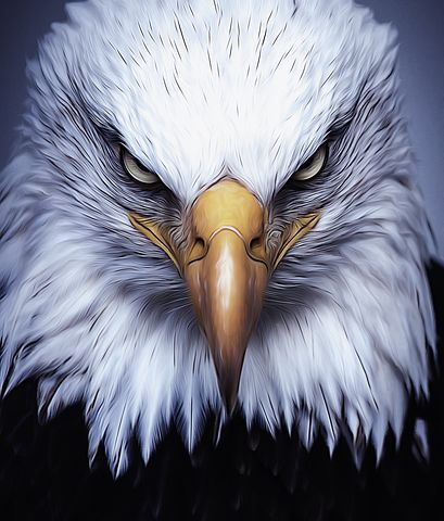 Discover and download free images - Pixabay Aigle Royal, Eagle Drawing, Eagle Images, Eagle Painting, Eagle Wallpaper, Parrots Art, Eagle Pictures, Eagle Bird, Eagle Tattoos