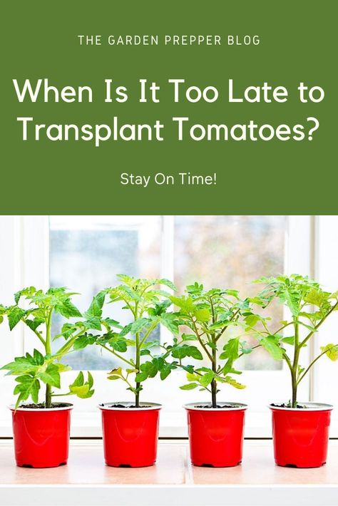 When is it too late to transplant tomatoes? Learn more about when you should plant tomatoes and if there’s a deadline within the season! Transplanting Tomato Plants, Starting Vegetable Seeds, Plant Tomatoes, Is It Too Late, Tomato Plants, Planting Vegetables, Too Late, On Time, Tomatoes