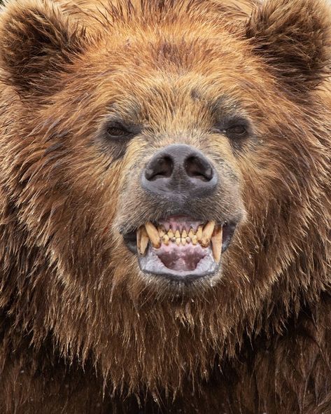 Photograph by @andyparkinsonphoto/@thephotosociety Kamchatka brown bear smiling – Whilst this might certainly look like an aggressive pose… Beruang Grizzly, Grizzly Bear Tattoos, Grizzly Bears, Bear Tattoos, Black Bears, Anupama Parameswaran, Bear With Me, Bear Pictures, Bear Face