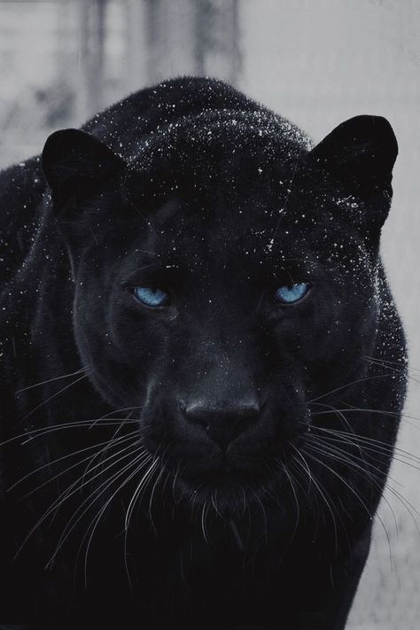 Black Jaguar Animal, Jaguar Wallpaper, Black Panther Cat, Panther Cat, Jaguar Animal, Lion Photography, Black Jaguar, Pure Evil, Exotic Cats