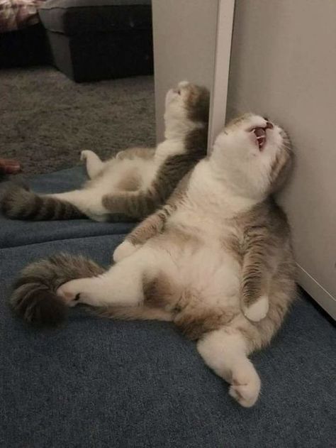 Weird Cat Poses, Cats In Funny Poses, Unhinged Cat Pics, Animals Being Silly, Cute Funny Cat Pics, Weird Pets, Cat Weird, Unusual Pets, Funny Cat Pics