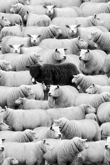 Herd Of Sheep, Black Sheep Of The Family, Sheep And Lamb, Black Sheep, White Picture, Black N White, Black And White Pictures, Black And White Photographs, Black And White Photography