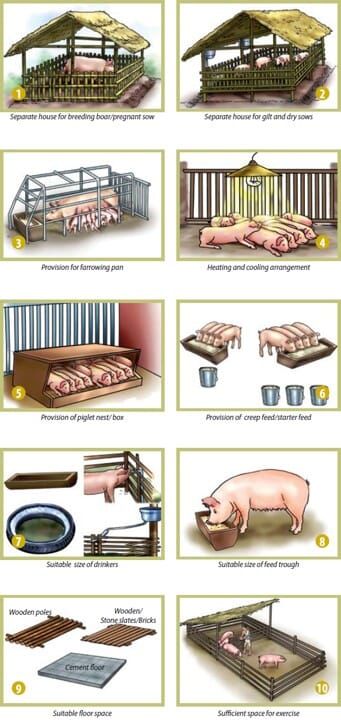 Pigs Farming Livestock, House Infographic, Cattle Housing, Pig Pens, Pig Shelter, Pig Feeder, Hog Farm, Raising Pigs, Raising Farm Animals