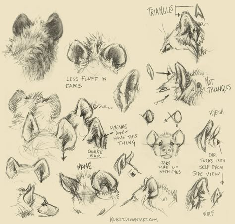 Canine Drawing, Animal Studies, Animal Study, Draw Animals, Drawing Animals, Animal Anatomy, Animal Reference, Types Of Animals, Animal References