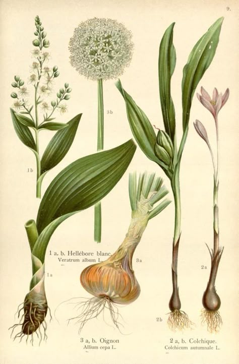 Illustration Botanique Vintage, Onion Flower, Garden Globes, Antique Botanical Print, Illustration Botanique, Botanical Illustration Vintage, Vintage Botanical Prints, Plant Painting, Plant Drawing