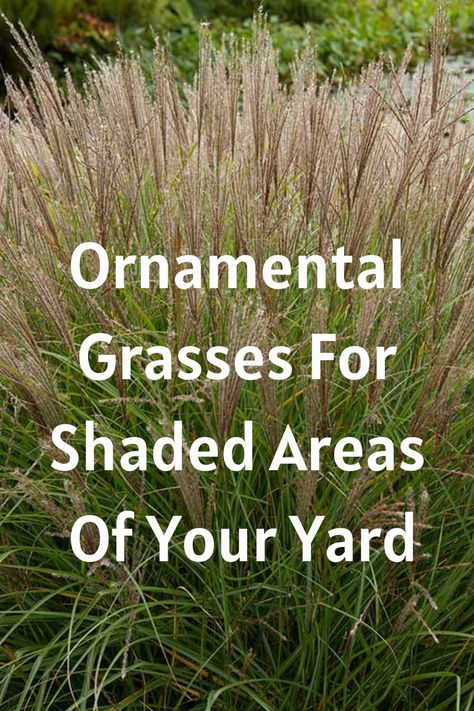 ornamental grasses for shade Grasses For Shaded Areas, Landscaping With Grasses And Shrubs, Landscaping For Shaded Areas, Landscaping Shaded Areas, Shade Grasses Ornamental, Plants For Shaded Areas Landscaping, Shaded Landscape Ideas, Full Shade Landscaping, Shady Front Yard Landscaping