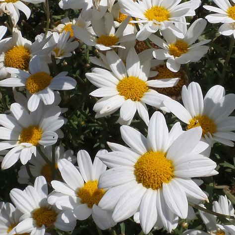 argyranthemum_pure_white_butterfly_marguerite_daisy_gc_argwb_01 Bridesmaid Favors, Sunflower Tattoo Design, Future Mrs, Bachelorette Party Decorations, Yellow Sunflower, Birth Month Flowers, White Butterfly, Gnome Garden, Landscaping Plants