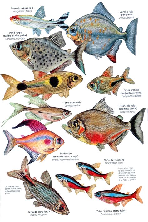 Tetra species Fish Chart, Creature Marine, Fish Artwork, Fish Illustration, Water Animals, Fish Drawings, Types Of Fish, Scientific Illustration, Fish Painting