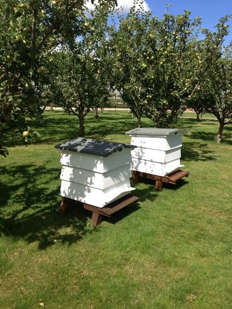 Backyard Beehive, Bee Skeps, Backyard Bee, Orchard Garden, Bee Colony, Bees And Honey, Bee Farm, Bee Hives, Farm Lifestyle